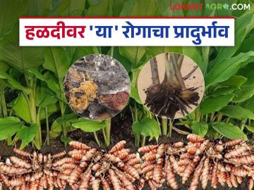 Disease On Turmeric : हळदीवर कंदकूज रोगाचा प्रादुर्भाव; उत्पादनावर काय होईल परिणाम वाचा सविस्तर - Marathi News | Disease On Turmeric: Outbreak of tuber disease on turmeric; Read in detail what will be the impact on production | Latest News at Lokmat.com