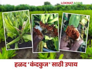 Halad Kand Kuj : हळद पिकातील कंदमाशी, करपा व कंदकुजचे कसे कराल व्यवस्थापन - Marathi News | Halad Kand Kuj : How to manage kandamshi, karpa and kandkuj in turmeric crop | Latest News at Lokmat.com Halad Kand Kuj : हळद पिकातील कंदमाशी, करपा व कंदकुजचे कसे कराल व्यवस्थापन - Marathi News | Halad Kand Kuj : How to manage kandamshi, karpa and kandkuj in turmeric crop | Latest News at Lokmat.com