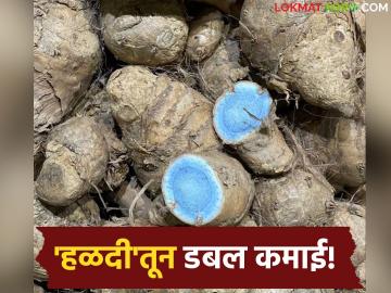 Halad Kocha Demand : वसमत बनतंय 'कोचा हब'! दक्षिण भारतातून तुफान मागणी; कारण ऐकून थक्क व्हाल Halad Kocha Demand : वसमत बनतंय 'कोचा हब'! दक्षिण भारतातून तुफान मागणी; कारण ऐकून थक्क व्हाल