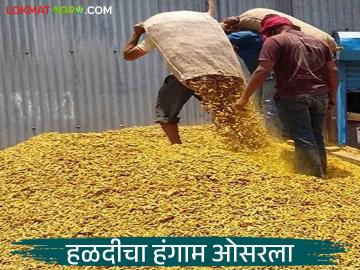 Halad Market : हिंगोलीत हळदीची आवक मंदावली; बाजार समितीने दिला 'हा' सल्ला वाचा सविस्तर - Marathi News | latest news Halad Market: Halad arrivals slow in Hingoli; Market Committee advises 'this' read in details | Latest News at Lokmat.com