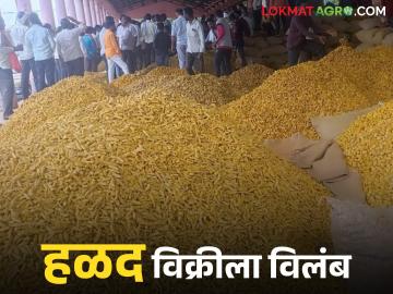 Halad Market : मार्केट यार्डात व्यापाऱ्यांच्याच थप्या; शेतकरी मात्र रांगेतच वाचा सविस्तर - Marathi News | latest news Halad Market: Traders applaud in the market yard; Farmers, however, stand in line. Read in detail | Latest News at Lokmat.com