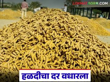 Halad Market : हिंगोली बाजारात हळदीचा दर वधारला; आवक वाढली, बाजार तेजीत - Marathi News | latest news Halad Market: Turmeric prices increased in Hingoli market; Arrivals increased, market is booming | Latest News at Lokmat.com Halad Market : हिंगोली बाजारात हळदीचा दर वधारला; आवक वाढली, बाजार तेजीत - Marathi News | latest news Halad Market: Turmeric prices increased in Hingoli market; Arrivals increased, market is booming | Latest News at Lokmat.com