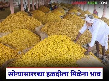 Halad Market : सोन्यासारख्या हळदीला भाव नाही; युद्धामुळे बाजारात मंदी - Marathi News | latest news Halad Market: Halad like gold has no value; Market slowdown due to war | Latest News at Lokmat.com