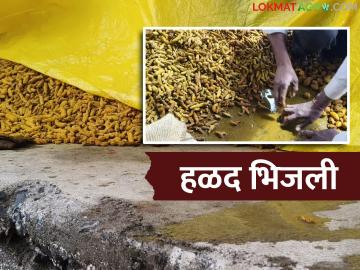 Halad Market Hingoli : अवकाळीचा घाला! हळदीसोबत शेतकऱ्यांची आशाही वाहून गेली - Marathi News | latest news Halad Market Hingoli: Untimely harvest! Farmers' hopes also washed away along with turmeric | Latest News at Lokmat.com