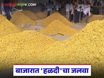 Halad Bajarbhav : हळदीने तोडले सर्व रेकॉर्ड; बाजारात मिळाला जबरदस्त भाव