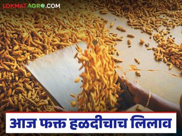 Halad Market : रिसोड बाजार समितीचा मोठा निर्णय; आज फक्त हळदीचाच लिलाव!