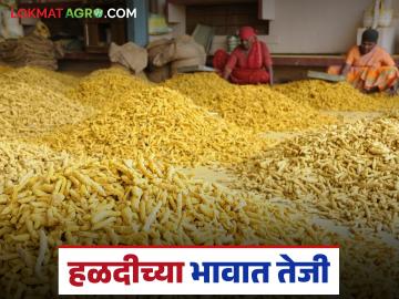Halad Market : हळदीच्या बाजारात चैतन्य; दर हजारांनी वधारले - Marathi News | latest news Halad Market: Vitality in the Halad market; Prices increased by thousands | Latest News at Lokmat.com