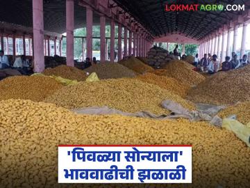 Halad Market : हळद दरवाढीचा ट्रेंड! पिवळ्या सोन्याला पुन्हा आला भाव वाचा सविस्तर - Marathi News | latest news Halad Market: Turmeric price hike trend! Yellow gold price has risen again Read in detail | Latest News at Lokmat.com