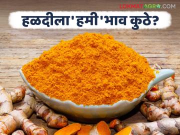 Halad Market : हळदीचा दर गडगडला; शेतकऱ्यांचा 'नफा' व्यापाऱ्यांकडे गेला? वाचा सविस्तर - Marathi News | latest news Halad Market: Halad prices decreased; Did farmers' 'profits' go to traders? read in details | Latest News at Lokmat.com Halad Market : हळदीचा दर गडगडला; शेतकऱ्यांचा 'नफा' व्यापाऱ्यांकडे गेला? वाचा सविस्तर - Marathi News | latest news Halad Market: Halad prices decreased; Did farmers' 'profits' go to traders? read in details | Latest News at Lokmat.com