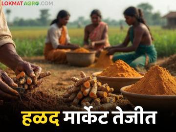 राजापुरी हळद खातेय भाव; युद्धजन्य परिस्थिती असूनही 'या' बाजारात हळदीचे दर तेजीत - Marathi News | Rajapuri turmeric price hike; Despite war-like situation, turmeric prices are rising in 'this' market | Latest News at Lokmat.com