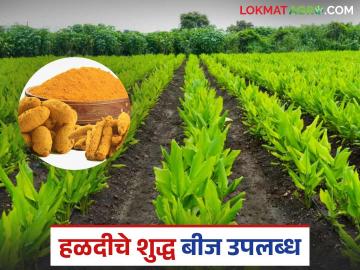 Turmeric Breeding Seed: राज्यात पहिल्यांदाच हळदीचे पैदासकार बियाणे 'या' केंद्रात उपलब्ध; वाचा सविस्तर - Marathi News | Turmeric Breeding Seed: latest news For the first time in the state, turmeric breeding seeds are available at 'Ya' center; Read in detail | Latest News at Lokmat.com