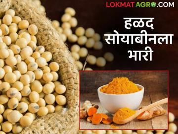 हिंगोलीची हळद, वाशिमच्या सोयाबीनला पडतेय भारी, काय दर मिळतोय? - Marathi News | Latest News Hingoli turmeric fetches better prices than Washim soybeans see details | Latest News at Lokmat.com हिंगोलीची हळद, वाशिमच्या सोयाबीनला पडतेय भारी, काय दर मिळतोय? - Marathi News | Latest News Hingoli turmeric fetches better prices than Washim soybeans see details | Latest News at Lokmat.com