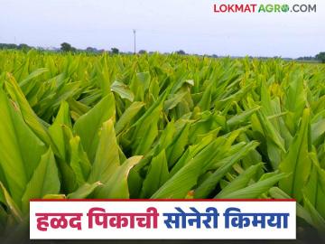 Farmer story : हळदीतून भगवानरावांनी केली सोनेरी किमया; मिळाले लाखांचे उत्पन्न - Marathi News | Turmaric crop farmer success story read in details | Latest News at Lokmat.com