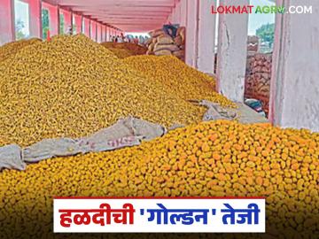 Halad Market : हळद बाजारात 'गोल्डन' कमबॅक; वसमत मोंढ्यात दर २० हजारांच्या उंबरठ्यावर वाचा सविस्तर - Marathi News | latest news Halad Market: 'Golden' comeback in turmeric market; Price at the threshold of 20 thousand in Vasmat Mondha, read in detail | Latest News at Lokmat.com Halad Market : हळद बाजारात 'गोल्डन' कमबॅक; वसमत मोंढ्यात दर २० हजारांच्या उंबरठ्यावर वाचा सविस्तर - Marathi News | latest news Halad Market: 'Golden' comeback in turmeric market; Price at the threshold of 20 thousand in Vasmat Mondha, read in detail | Latest News at Lokmat.com