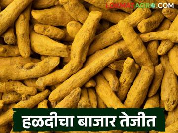 Halad Market : हळदीचा बाजार तेजीत; शेतकऱ्यांना दरवाढीचा फायदा वाचा सविस्तर - Marathi News | latest news Halad Market: Halad market is booming; Farmers benefit from price hike read in details | Latest News at Lokmat.com