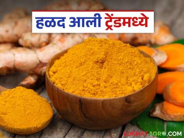 Halad Market Trend : मुंबईत हळदीचा दर ट्रेंडमध्ये, वाचा काय मिळतोय दर? - Marathi News | Latest News Halad trend Turmeric price trending in Mumbai market see market prices | Latest News at Lokmat.com Halad Market Trend : मुंबईत हळदीचा दर ट्रेंडमध्ये, वाचा काय मिळतोय दर? - Marathi News | Latest News Halad trend Turmeric price trending in Mumbai market see market prices | Latest News at Lokmat.com