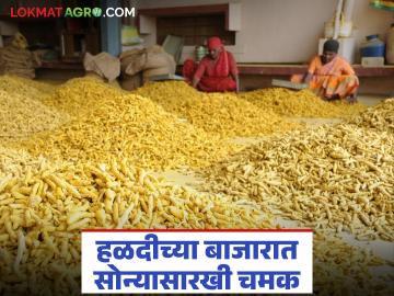 Halad Market : दरवाढीने दिलासा; हळदीने वाशिम बाजारात गाठली नवी शिखरे - Marathi News | latest news Halad Market: Relief from price hike; Turmeric reaches new heights in Washim market | Latest News at Lokmat.com Halad Market : दरवाढीने दिलासा; हळदीने वाशिम बाजारात गाठली नवी शिखरे - Marathi News | latest news Halad Market: Relief from price hike; Turmeric reaches new heights in Washim market | Latest News at Lokmat.com