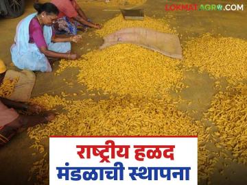 National Turmeric Board : हळद मंडळाची स्थापना, आता 30 वाणांच्या निर्यातीला चालना, वाचा सविस्तर  - Marathi News | Latest News National Turmeric Board Establishment of Turmeric Board, now promoting the export of 30 varieties, read in detail | Latest News at Lokmat.com