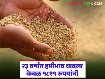 खते, बियाण्यांच्या किंमती झाल्या चौपट; धानाच्या हमीभावात मात्र ७२ रुपयांची बोळवण