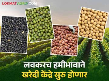 सोलापूर जिल्ह्यातील शेतकऱ्यांसाठी खुशखबर हमीभावाने धान्य खरेदी सुरु होणार - Marathi News | Good news for the farmers of Solapur district, foodgrain purchase will start with minimum support price | Latest News at Lokmat.com