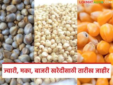 Hamibhav Kharedi : शेतकऱ्यांना दिलासा; ज्वारी, मका, बाजरी खरेदीसाठी तारीख जाहीर वाचा सविस्तर - Marathi News | latest news Hamibhav Kharedi: Relief for farmers; Date announced for procurement of jowar, maize, bajra Read in detail | Latest News at Lokmat.com