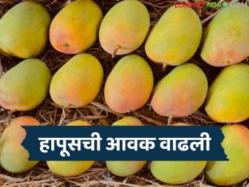 आंबा बाजारावर युद्धाचा परिणाम; वाचा पाच डझनच्या पेटीसाठी काय मिळतोय दर? - Marathi News | Impact of war on mango market; Read: What is the price being paid for a box of five dozen? | Latest News at Lokmat.com