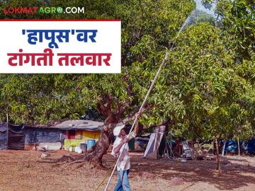 रसाळ, गोड हापूस बाजारात येईपर्यंत आंबा शेतीत येणाऱ्या असंख्य संकटांची कहाणी; वाचा सविस्तर - Marathi News | The story of the numerous hardships faced in mango farming until the juicy, sweet fruit reaches the market; Read in detail | Latest News at Lokmat.com