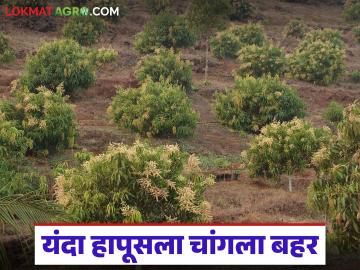 आंब्याच्या उत्पादनात थंडीयुक्त हिवाळा का महत्वाचा? यंदा कसे राहील हापूसचे उत्पादन? - Marathi News | Why is a cold winter important in mango production? How will the production of Hapus be this year? | Latest News at Lokmat.com