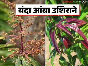 'ऑक्टोबर हीट' गायब; आंबा कलमांना अजूनही येत आहे नवी पालवी, मोहोर कधी येणार? - Marathi News | 'October heat' disappears; Mango trees are still growing new leaves, when will the blossoms come? | Latest News at Lokmat.com