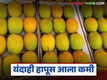 सलग तिसऱ्या वर्षी हापूसच्या आवकेत घट; गुढीपाडव्याच्या महुर्तावर आंब्याला काय मिळाला दर? - Marathi News | Mango arrivals decline for the third consecutive year; What was the price of mangoes during Gudi Padwa? | Latest News at Lokmat.com