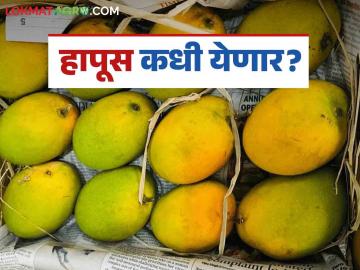 Hapus Mango : बदलत्या हवामानामुळे यंदा 'हापूस' आंबा येणार लेट; १५ एप्रिलनंतर येण्याची शक्यता - Marathi News | Hapus Mango : Due to changing weather conditions, 'Hapus' mangoes will arrive late this year; likely to arrive after April 15 | Latest News at Lokmat.com