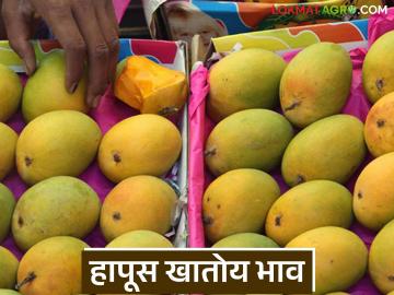 इतिहासात प्रथमच अक्षय तृतीयेच्या आंब्याला सर्वाधिक भाव; वाचा प्रतिडझन काय मिळतोय दर? - Marathi News | For the first time in history, mangoes are priced highest on Akshaya Tritiya; Read what is the price per dozen? | Latest News at Lokmat.com