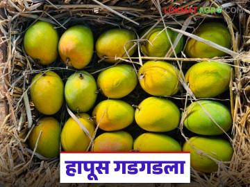 उत्पादन कमी त्यात यंदा दरही गडगडला; बारा हजाराच्या आंबा पेटीला वाचा काय मिळतोय दर? - Marathi News | Production is low, prices have also plummeted this year; Read what price you are getting for a box of mangoes worth Rs 12,000 | Latest market-yard News at Lokmat.com