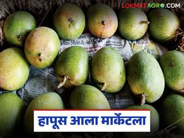 Hapus Market : कोकणचा 'हापूस' बाजारात दरवळला!, निर्यात बंद असूनही 'तेजी', काय दर मिळतोय? - Marathi News | Latest news Hapus amba Market What are current market rates for Alphonso mangoes | Latest News at Lokmat.com Hapus Market : कोकणचा 'हापूस' बाजारात दरवळला!, निर्यात बंद असूनही 'तेजी', काय दर मिळतोय? - Marathi News | Latest news Hapus amba Market What are current market rates for Alphonso mangoes | Latest News at Lokmat.com