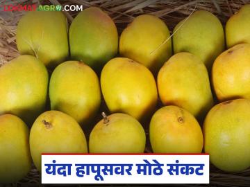 यंदा आंबा उशिरा येऊन देखील बाजारात अपेक्षित दर नाही; वाचा पेटीला काय मिळतोय दर? - Marathi News | This year, mangoes have arrived late but the market is not at the expected price; What price is the farmer getting? | Latest News at Lokmat.com