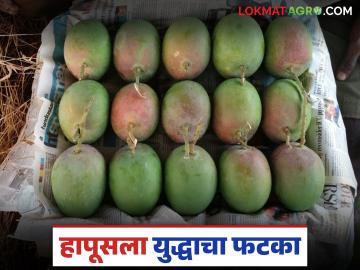 आखाती देशांमधील युद्ध लांबल्यास आंबा निर्यातीवर मोठ्या संकटाची शक्यता; काय होईल परिणाम? - Marathi News | If the war between the Gulf countries continues, there is a possibility of a major crisis in mango exports; What will be the impact? | Latest News at Lokmat.com