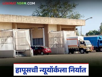 'हापूस' आंब्याची पहिली निर्यात अमेरिकेकडे रवाना, लासलगाव विकिरण केंद्रातून चार टन मालाची निर्यात  - Marathi News | latest News First export of 'Hapus' mangoes leaves for America exported from Lasalgaon Radiation Center | Latest News at Lokmat.com
