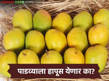 यंदा गुढीपाडव्याच्या काळात हापूसचा दर दहापट; वाचा डझनाला आता काय सुरु आहे दर? - Marathi News | This year, the price of Hapus has increased tenfold during Gudi Padwa; Read: What is the price per dozen now? | Latest News at Lokmat.com