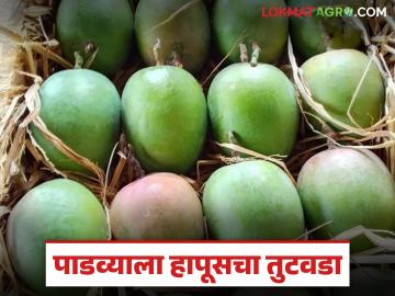यंदा २० वर्षात प्रथमच मोठ्या प्रमाणात आंब्याचा तुटवडा; पाडव्याला कसा राहील हापूसचा दर? - Marathi News | This year, for the first time in 20 years, there is a huge shortage of mangoes; How will the price of mangoes be maintained during Padwa? | Latest News at Lokmat.com