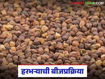 रब्बीतील पेरणीसाठी हरभऱ्यावर बीजप्रक्रिया करा, 10 ते 15 टक्के उत्पादनात होईल वाढ! - Marathi News | Latest News Harbhara Bij Prakriya Treat gram seeds for sowing in Rabi season, yield will increase | Latest News at Lokmat.com रब्बीतील पेरणीसाठी हरभऱ्यावर बीजप्रक्रिया करा, 10 ते 15 टक्के उत्पादनात होईल वाढ! - Marathi News | Latest News Harbhara Bij Prakriya Treat gram seeds for sowing in Rabi season, yield will increase | Latest News at Lokmat.com