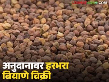 Harbhara Biyane : हरभरा बियाणे विक्री, 10 किलोपासून ते 30 किलोपर्यंत बॅगा, असे आहेत दर  - Marathi News | Latest News harbhara Biyane vikri Gram seeds for sale, bags from 10 kg to 30 kg, see prices | Latest News at Lokmat.com