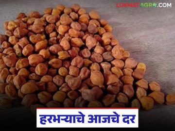 Harbhara Market : काबुली, चाफा, काट्या की लोकल, कुठला हरभरा तेजीत, वाचा आजचे सविस्तर बाजारभाव  - Marathi News | Latest News Kabuli, Chafa, Katya or Local, which gram is rising, read today's detailed market price | Latest market-yard News at Lokmat.com