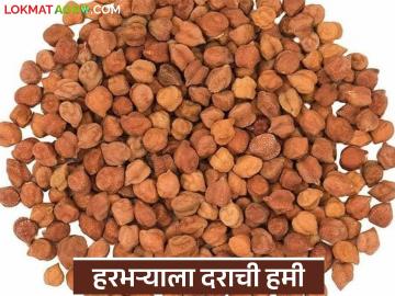 सर्वसाधारण दर्जा असलेल्या हरभऱ्यालाही मिळणार आता चांगला दर? काय निश्चित केला हमीदर? - Marathi News | Will even gram of common quality get a good price now? What is the guaranteed price fixed? | Latest News at Lokmat.com