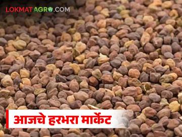 Harbhara Market : लोकल हरभऱ्याला क्विंटलला काय भाव मिळतोय, आवक किती होतेय, वाचा सविस्तर - Marathi News | Latest news Harbhara Market What Price Are Local Chickpeas Fetching Per Quintal | Latest News at Lokmat.com Harbhara Market : लोकल हरभऱ्याला क्विंटलला काय भाव मिळतोय, आवक किती होतेय, वाचा सविस्तर - Marathi News | Latest news Harbhara Market What Price Are Local Chickpeas Fetching Per Quintal | Latest News at Lokmat.com