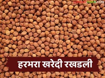 Harbhara Kharedi : हरभरा खरेदी रखडली; काय आहे नेमकं कारण? वाचा सविस्तर - Marathi News | latest news Harbhara Kharedi: Harbhara procurement has been stalled; What is the real reason? Read in detail | Latest News at Lokmat.com Harbhara Kharedi : हरभरा खरेदी रखडली; काय आहे नेमकं कारण? वाचा सविस्तर - Marathi News | latest news Harbhara Kharedi: Harbhara procurement has been stalled; What is the real reason? Read in detail | Latest News at Lokmat.com
