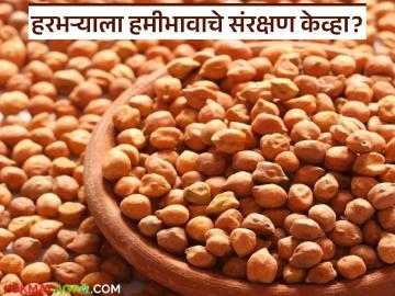 Harbhara Market : हरभरा तयार, पण हमीभावाचे संरक्षण केव्हा? वाचा सविस्तर - Marathi News | latest news Harbhara Market: Harbhara is ready, but when will the guaranteed price be protected? Read in detail | Latest News at Lokmat.com