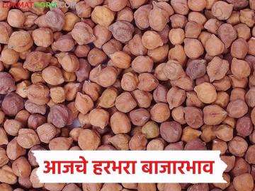 Harbhara Bajarbhav : हरभऱ्याची २७ हजार क्विंटल आवक; दर वाढले की घसरले? जाणून घ्या - Marathi News | latest news Harbhara Bajarbhav: 27 thousand quintals of gram arrived; Did the price increase or decrease? Find out | Latest News at Lokmat.com