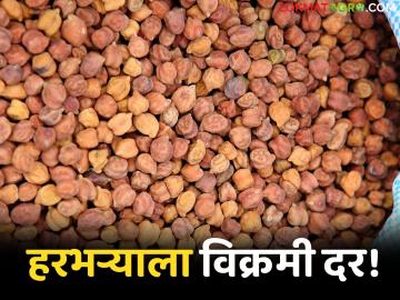 Harbhara Bajarbhav : हरभऱ्याची आवक वाढली; 'या' बाजारात मिळाला विक्रमी दर वाचा सविस्तर - Marathi News | latest news Harbhara Bajarbhav: Arrival of Harbhara increased; Record price received in 'Ya' market Read in detail | Latest News at Lokmat.com