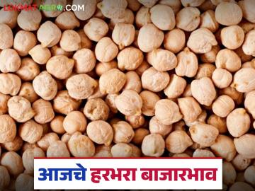 Harbhara Bajarbhav : हरभऱ्याला कुठे मिळाला ७ हजारांचा दर? आजचे बाजारभाव पाहा - Marathi News | latest news Harbhara Bajarbhav: Where did you get the price of 7 thousand for Harbhara? See today's market price | Latest News at Lokmat.com