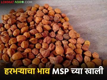 मागील आठवडाभर हरभरा दर कसे होते, चाफा, गरडा, काट्या हरभऱ्याला काय मार्केट मिळाले?  - Marathi News | Latest news How was the price harbhara during the last week see chafa, garda, and katya harbhara market | Latest News at Lokmat.com